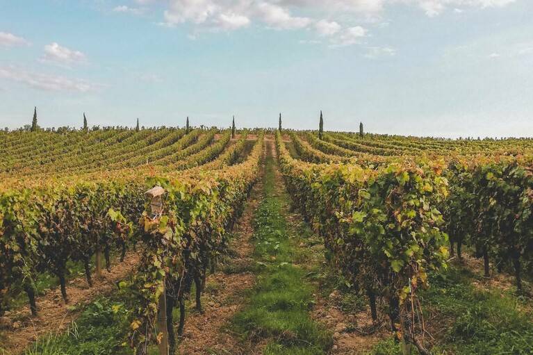 Des vignes et des plages